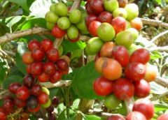 กรมวิชาการเกษตร  เตือน!!! เกษตรกรผู้ปลูกกาแฟอะราบิกา เฝ้าระวังมอดเจาะผลกาแฟอะราบิกา