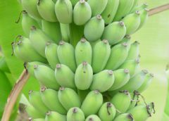 กรมวิชาการเกษตร แนะเกษตรกรปลูกกล้วย ให้สังเกตอาการของโรคใบจุดซิกาโตกาสีเหลือง