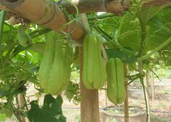 กรมวิชาการเกษตร เตือนภัยเกษตร ปลูกฟักแม้วให้ระวังโรคราน้ำค้าง