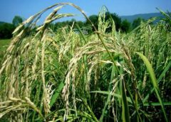 นักวิชาการเกษตรเกรง โรคไหม้คอรวงข้าว ที่ระบาดในจังหวัดสุรินทร์และศรีสะเกษลุกลาม ทำผลผลิตข้าวหอมมะลิเสียหาย