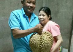 ฮือฮา. พบ “ทุเรียนหมอนทองยักษ์” หนัก 13 กิโลกรัม เส้นผ่าศูนย์กลาง 90 ซม. เป็นลูกสุดท้ายของปี