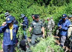 ป.ป.ส. ร่วมกับหน่วยงานภาคี ตัดทำลายกัญชาในพื้นที่อีสานตอนบน ย้ำกัญชายังเป็นยาเสพติด การดำเนินการใดๆ ต้องได้รับอนุญาต 