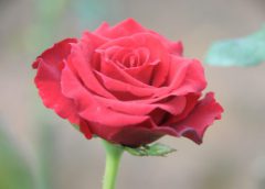 กรมวิชาการเกษตร เตือนเกษตรกรอากาศเย็นให้ระวังโรคราแป้งกุหลาบ