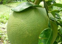 กรมวิชาการเกษตร เตือนเกษตรกรผู้ปลูกส้มโอให้เฝ้าระวังหนอนเจาะผลส้มโอ