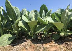 ศรแดงเปิดตัวเมล็ดคะน้าเคลือบ รายแรกในวงการเมล็ดพันธุ์ เพิ่มประสิทธิภาพการป้องกันด้วงหมัดกระโดดปัญหาใหญ่ของเกษตรกร