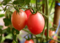 เผยโฉมศรีสะเกษ 2 มะเขือเทศสีดาพันธุ์ใหม่ให้วิตามินซีสูง