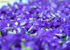 ทึ่ง!อันชัญพันธุ์ใหม่ “เทพรัตน์ไพลิน 63”  ให้ผลผลิตและสารต้านอนุมูลอิสระสูง