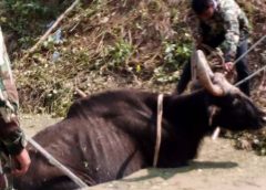 กระทิงป่าตกคูน้ำ เขตป่าอนุรักษ์รอยต่อ 5 จังหวัด ตายแล้ว