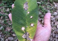 โรคใบร่วงยางพารา ระบาดถึงภาคใต้ตอนกลาง รุนแรงขึ้น  ล่าสุดลุกลามมาถึงภาคใต้ตอนกลางแล้ว กยท. นำร่องใช้โดรนฉีดพ่นสารป้องกันกำจัดเชื้อราใน 3 จังหวัด ฝนที่ตกหนักและลมที่พัดแรงเอื้อให้เชื้อราก่อโรคกระจายเป็นวงกว้าง