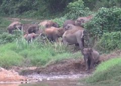 นักท่องเที่ยวแห่กันมาดูช้างป่าเขาใหญ่ กว่า 30 ตัว ที่ลงมาเล่นน้ำ 