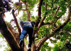 หนุ่มเครียดปีนต้นไม้สูงหวังฆ่าตัวตาย หลังพิษโควิดเล่นงาน มิหนำซ้ำไม่ได้รับเงินช่วยรัฐ