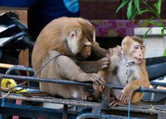 แกนนำชาวสวนประจวบฯข้องใจ ยกปัญหาแบนลิงกังหวังข้ออ้างนำเข้ามะพร้าวนอก