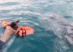 ฉลามวาฬขึ้นอวดโฉมให้นักท่องเที่ยวเห็นอย่างใกล้ชิดที่เกาะทะลุ ช่วงวันหยุดยาว