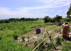 “อย่างนี้ก็มีด้วยเหรอ?” สาวปลูกดอกไม้ถวายพระ ผญบ.ร้องเรียนอำเภอ กล่าวหาบุกรุกที่สาธารณะ โวยเลือกปฏิบัติหรือเปล่า? พวกเดียวกันปลูกถาวรไม่เห็นโดน