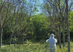 กยท.​ ระดมเครื่อง​จักร​กลการเกษตร​ควบคุม​โรค​ใบร่วงหลังพบการ​ระบาด​ของ​โรคใบร่วงชนิดใหม่ยางพาราใน​ 6 จังหวัด​ภาคใต้​  เร่งแก้ปัญหา