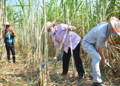 จังหวัดพิษณุโลก รณรงค์ตัดอ้อยสด งดการเผาอ้อย  เพื่อแก้ปัญหาหมอกควัน (PM2.5)