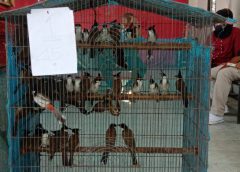 กองปราบบุกรวบผู้ต้องหาลอบค้าสัตว์ป่าคุ้มครอง