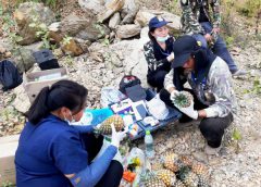 อช.กุยบุรีเร่งช่วยช้างป่าได้รับบาดเจ็บ