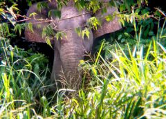 จนท.อุทยานกุยบุรี ตามรักษาช้างป่าบาดเจ็บต่อเนื่อง