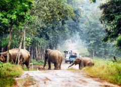 โขลงช้างป่า-ฝูงกระทิงกุยบุรี อวดโฉมรับนักท่องเที่ยววันปีใหม่