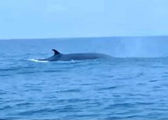 ฮือฮา ! เจอวาฬบรูด้าแม่ลูก ยักษ์ใหญ่ใจดีแห่งท้องทะเล โผล่อวดโฉม ชี้ความอุดมสมบูรณ์