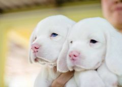 แปลก…พบลูกสุนัขบีเกิลเผือก สีขาวลูกตาสีดำ ตัวแรกของประเทศไทย อยู่ที่จังหวัดนครนายก