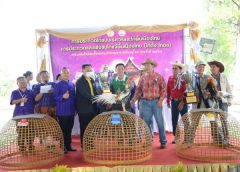 ปศุสัตว์จังหวัดพิษณุโลกจัดการประกวดไก่ชนนเรศวรและไก่พื้นเมืองไทย ภายในงานแผ่นดินสมเด็จพระนเรศวรมหาราชพิษณุโลกประจำปี 2564