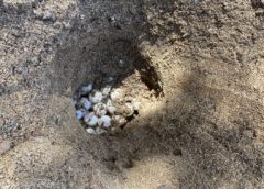 ผู้คนตื่นเต้น พบแม่เต่าอั้นไม่ไหวขึ้นวางไข่แล้วรีบกลบ ก่อนคลานลงสู่ทะเล