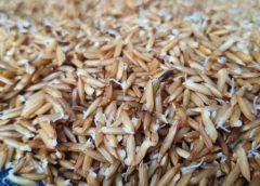 (วช.) หนุน (มมส.) ผลิตนวัตกรรม เครื่องเร่งกระบวนการแช่และเพาะงอกข้าวเปลือก เป็นข้าวกล้องฮางงอก ภายใน 24 ชั่วโมง