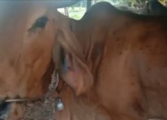 ‼️ชัยภูมิผวาโรค ลัมปี สกิน‼️”รมช.กษ.ประกาศเอาอยู่ ทั้งที่ยังระบาดหนัก” ⁉️ชาวบ้านงง!!