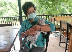 มีเพชร  แมวแสนรู้ขึ้นนวดหน้าท้องและขาให้เจ้าของ เขาเรียกว่า อยู่เป็น รู้งานจริงๆ