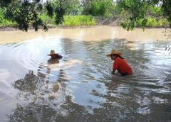 ชาวบ้านชัยภูมิ ออกหาลูกฮวก(ลูกอ๊อด)ตามทุ่งนาและแหล่งน้ำ ไปปรุงเป็นอาหารและขายสร้างรายได้เข้าครอบครัวในช่วงโควิดระบาด