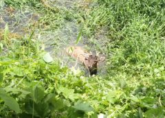 กวางป่าหนีสุนัขนับ 10 สิบตัว โดดลงคลอง ชาวบ้านเห็นเข้าช่วยเหลือจับตัวไว้โทรแจ้งศูนย์อภิบาลช่วยเหลือสัตว์ป่าที่ 1 นครนายก