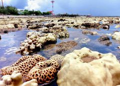 ศรชล.ร่วม ศวทอ.สำรวจปะการังฟอกขาว สร้างความสนใจนักท่องเที่ยว