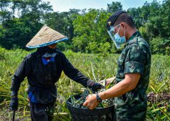 ร.3 พัน.3 ซับน้ำตาชาวสวนสับปะรดหวาน (GI) อ.ท่าอุเทน จ.นครพนม ราคาตกต่ำจากพิษ โควิด-19 (ระลอก 3)