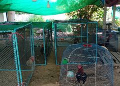 ไร้จิตสำนึกกร่างคับฟ้า บ่อนไก่ชนเถื่อนเส้นใหญ่จริงๆ นำเชื้อโควิดเข้ามาไม่มีใครกล้าทำอะไร