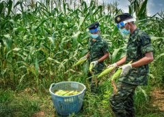 ร.3 พัน.3 บุกช่วยเกษตรกรผู้ปลูกข้าวโพด ตามโครงการ “น้องทหารอิ่มท้อง พี่น้องเกษตรกรอิ่มใจ” จากพิษ โควิด-19