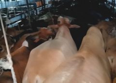 จับอีก…วัว-ควาย เถื่อน ทะลักเข้าจากเมียนม่าร์ ร่วม 100 ตัว ในขณะที่ โรคลัมปีสกิน กระจายทั่วประเทศ