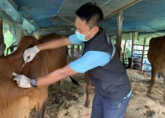 “ปศุสัตว์ร้อยเอ็ด เร่งลงพื้นที่ฉีดวัคซีน ป้องกันโรคลัมปี สกิน”