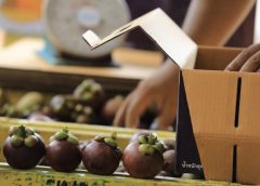 “เฉลิมชัย”เผยราคามังคุดปรับตัวสูงขึ้นต่อเนื่องแล้ว เดินหน้าเร่งวางแผนบริหารจัดการลำไยและลองกอง  ที่ผลผลิตออกมาต่อเนื่อง  สั่งทุกหน่วยงานตรวจรับรอง ยืนยันมาตรฐานและความปลอดภัยของสินค้าเกษตร