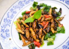 KU-FIRSTแนะอาหารใหม่ “ จิ้งหรีด” แมลงกินได้ต้นแบบ แหล่งโปรตีนทางเลือก .. สู่ตลาดโลก