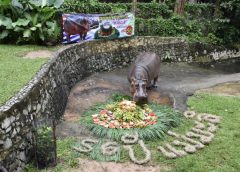 ฉลองเกิด 56 ปี ฮิปโป แม่มะลิ สวนสัตว์เปิดเขาเขียว ขวัญใจคนไทย พร้อมรับเค้กผลไม้ก้อนยักษ์ และเปิดให้บริการเที่ยวชมแล้ว