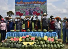 เกษตรจังหวัดศรีสะเกษแถลงข่าวการปลูกแตงโม หลังการทำนาทำรายได้สู่เกษตรกร ปลูก 12 ไร่ ทำเงิน 4 แสนบาท