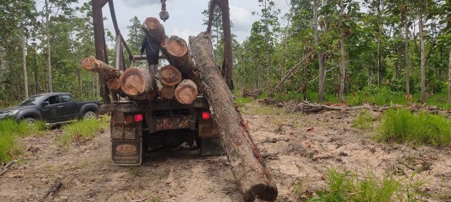 ผู้ยิ่งใหญ่ทำถนน  โค่นต้นไม้ ทำลายป่า ในเขตป่าสงวนแห่งชาติ ป่าดงหมู โดยยังไม่ได้รับอนุญาต