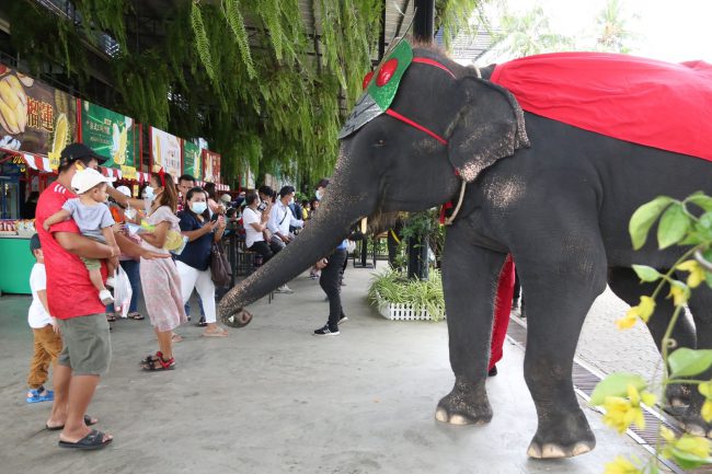 สวนนงนุชพัทยา จัดขบวนแห่เทียนพรรษานำน้องช้างกว่า 20 เชือก ร่วมขบวนแห่ เพื่อสืบสานประเพณีไทย สุดยิ่งใหญ่อลังการ