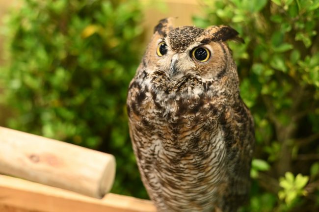 “เดอะ สตรีท รัชดา” จัดงาน “The Street Backyard Birds” นกน้อยในสวนหลังบ้าน เพลิดเพลินไปกับนิทรรศการเรียนรู้ชีวิตนก การป้อนอาหารสัตว์ และกิจกรรมเวิร์กชอป