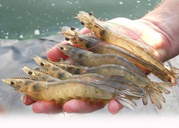 เกษตรกรเฮ!! ชริมพ์บอร์ดประกาศประกันราคาขั้นต่ำ เพื่อรักษาเสถียรภาพราคา พร้อมข่าวดี..เคาะโครงการอาหารกุ้งทะเลธงเขียวฯ เสนอ คบท.