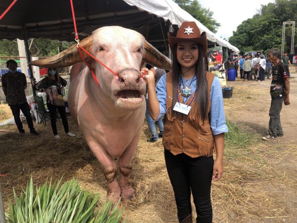 จ.ร้อยเอ็ด  จัดมหกรรมโคเนื้อจังหวัดร้อยเอ็ด ครั้งที่ 1 ที่สำนักงานปศุสัตว์อำเภอธวัชบุรี