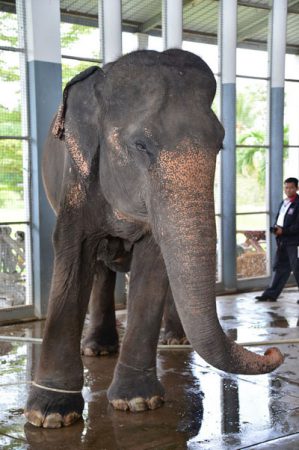อาลัยป้าคำมูล … ช้างเชือกแรกในโลกที่ได้รับการผ่าตัดนิ่วในทางเดินปัสสาวะช้างจนหายเป็นปกติ