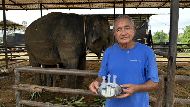คุณโต้ง สวนนงนุชพัทยา สั่งรีดนมแม่ช้าง ช่วยลูกช้างวัย 2 สัปดาห์หิวโซ ที่พลัดหลงจากแม่ช้าง